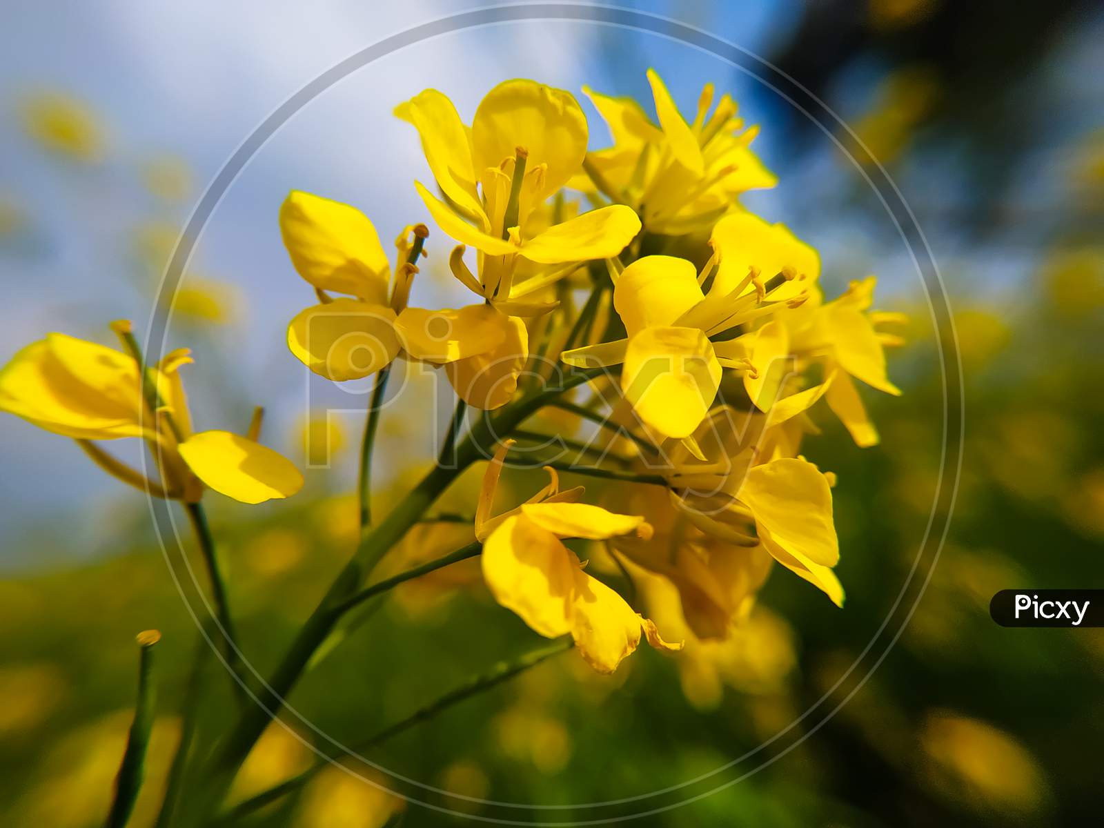 Yellow Mustard Flowers Field Rapeseed In Bloom