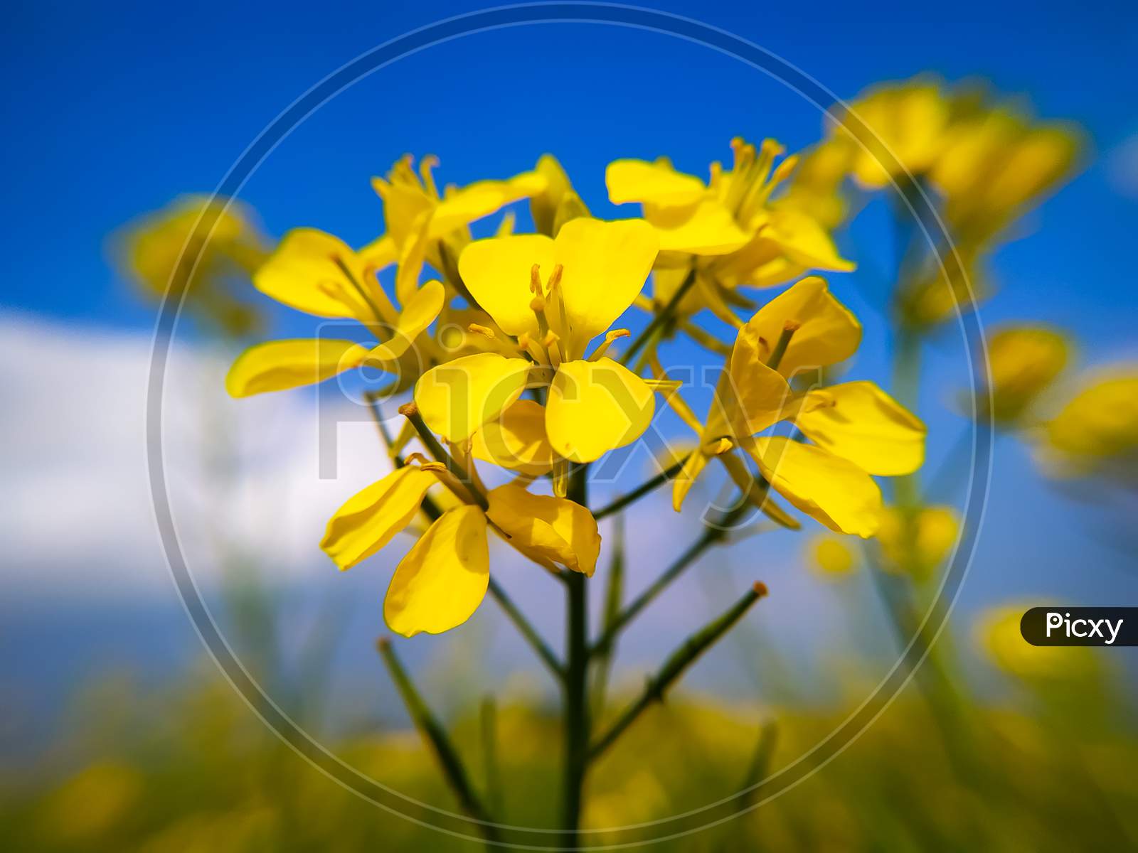 Yellow Mustard Blossoms Of Rape Plant