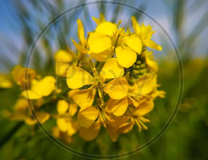 A Kind Of Mustard Flowers