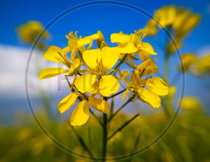 Mustard Flowers Bloom In The Field In Early Spring