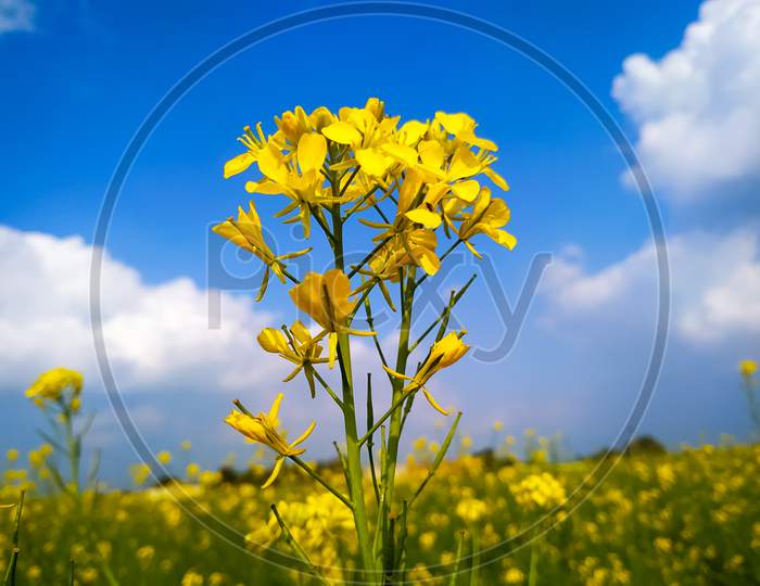 Beautiful Yellow And Green Mustard Flowers