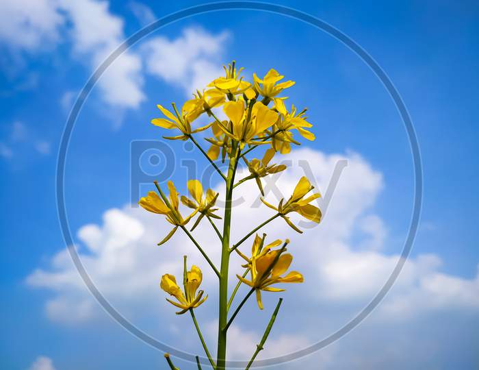 Beautiful Yellow Mustard Flowers With Background Of The Blue Sky