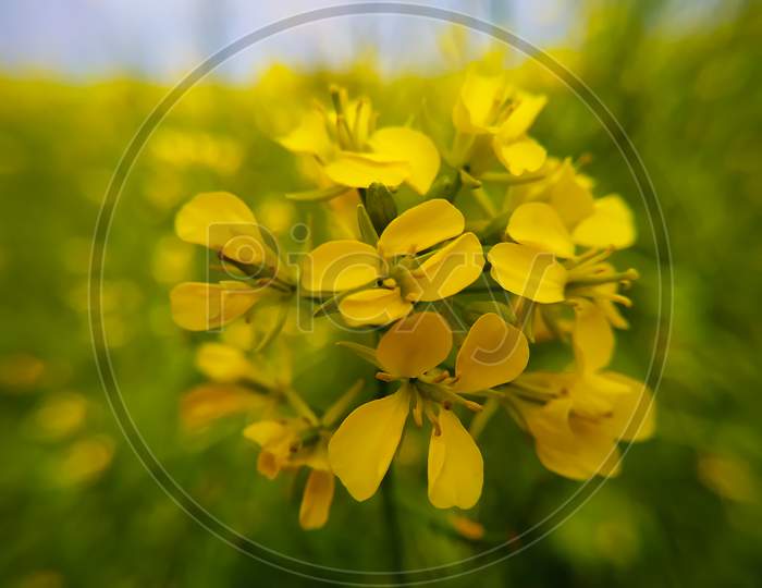 Beautiful Yellow Mustard Flowers