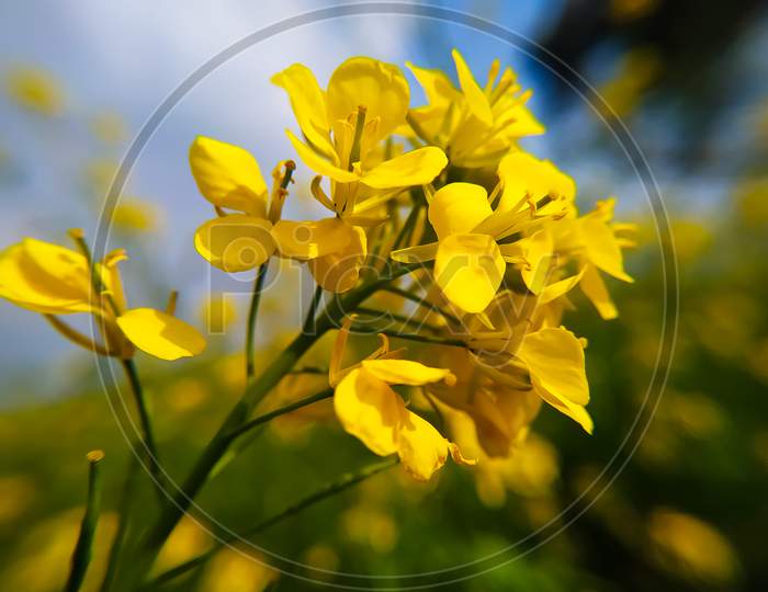 Yellow Mustard Flowers Field Rapeseed In Bloom
