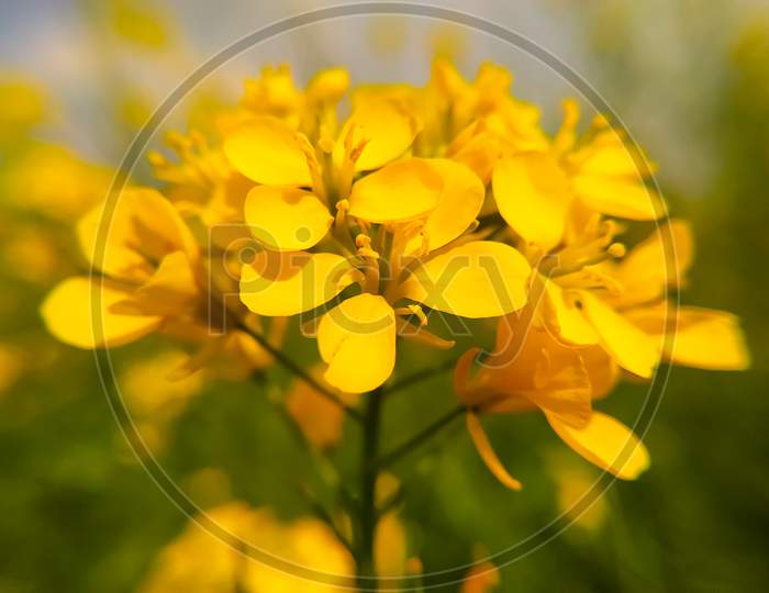 Field Of Beautiful Yellow Mustard Seed Flowers