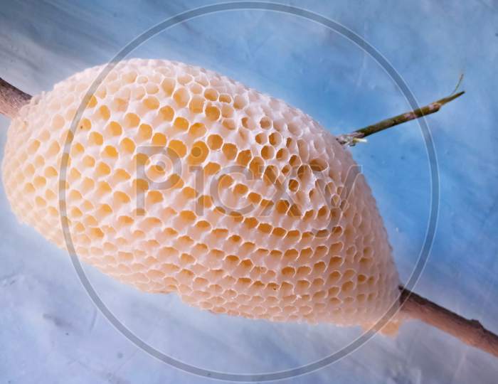 Honeycomb Full Of Honey Hanging On A Wooden Branch