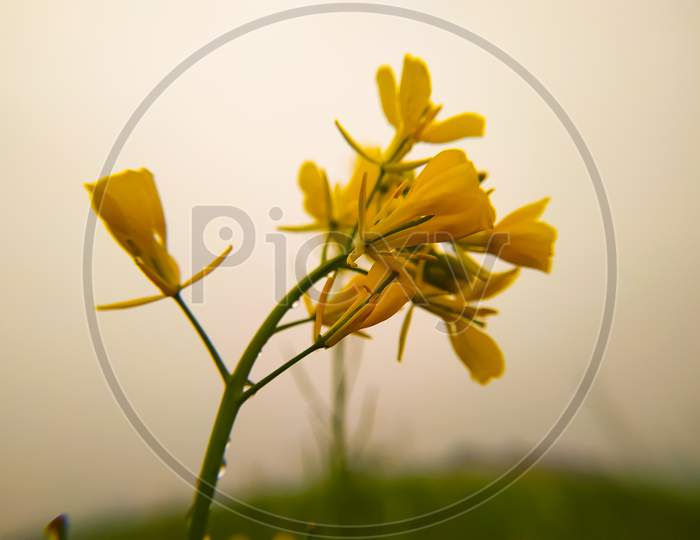 Rapeseed Plant, Mustard Rapeseed For Green Energy