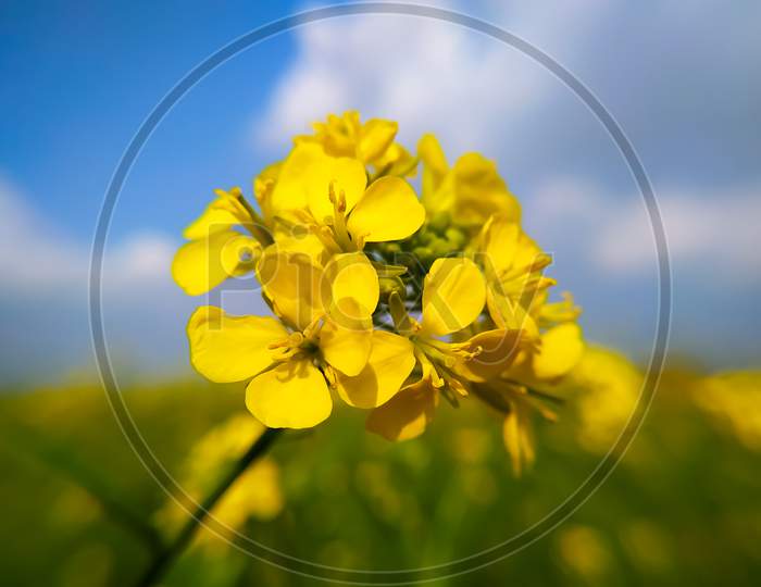 Mustard Flowers, Sunrise Time
