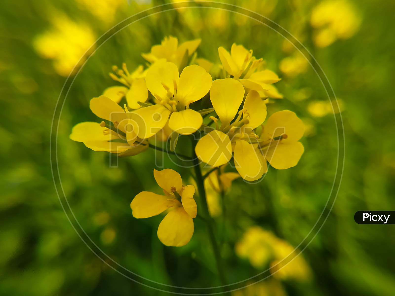 Mustard Flower On Green Blurred Background
