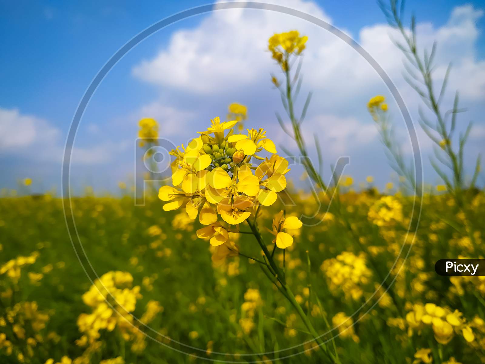 Rape Mustard Flowers Close-Up Against A Blue Sky With Clouds In Rays Of Sunlight