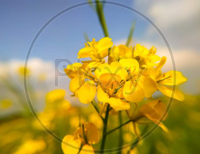 A View Of Mustard Flowers