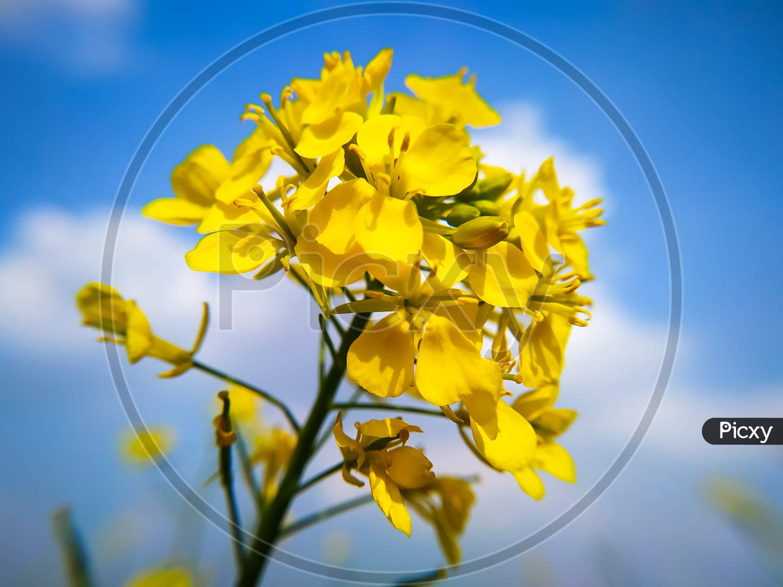 Mustard Flower Close Up Shot On Blue Sky
