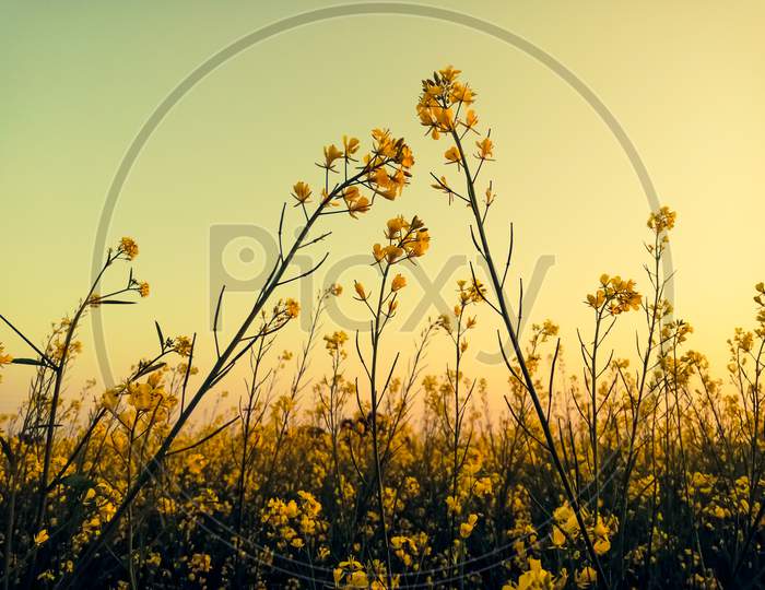 Beautiful Evening View Between The Mustard Flowers