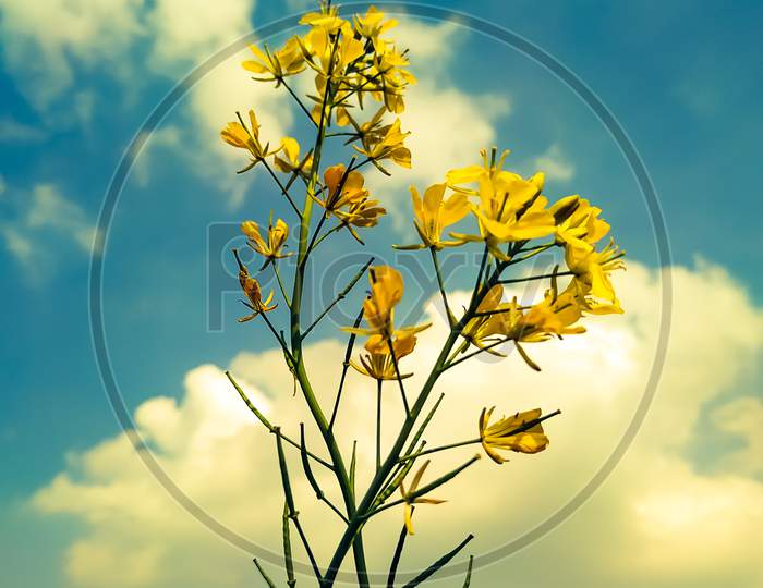 Yellow Mustard Flowers With Background Of The Blue Sky