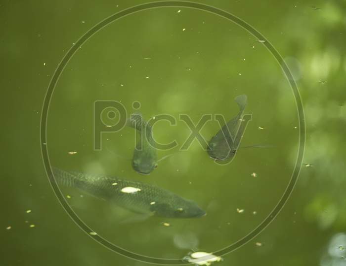 Green Tilapia Fish Swimming In A Pond