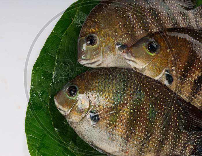Kari Meen_Pearl Spot Fish