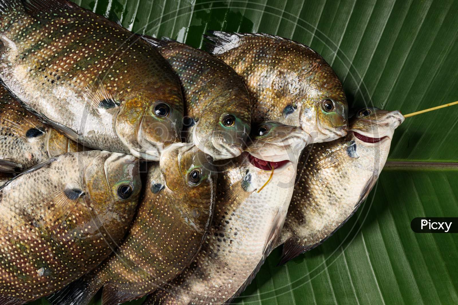Kari Meen_Pearl Spot Fish