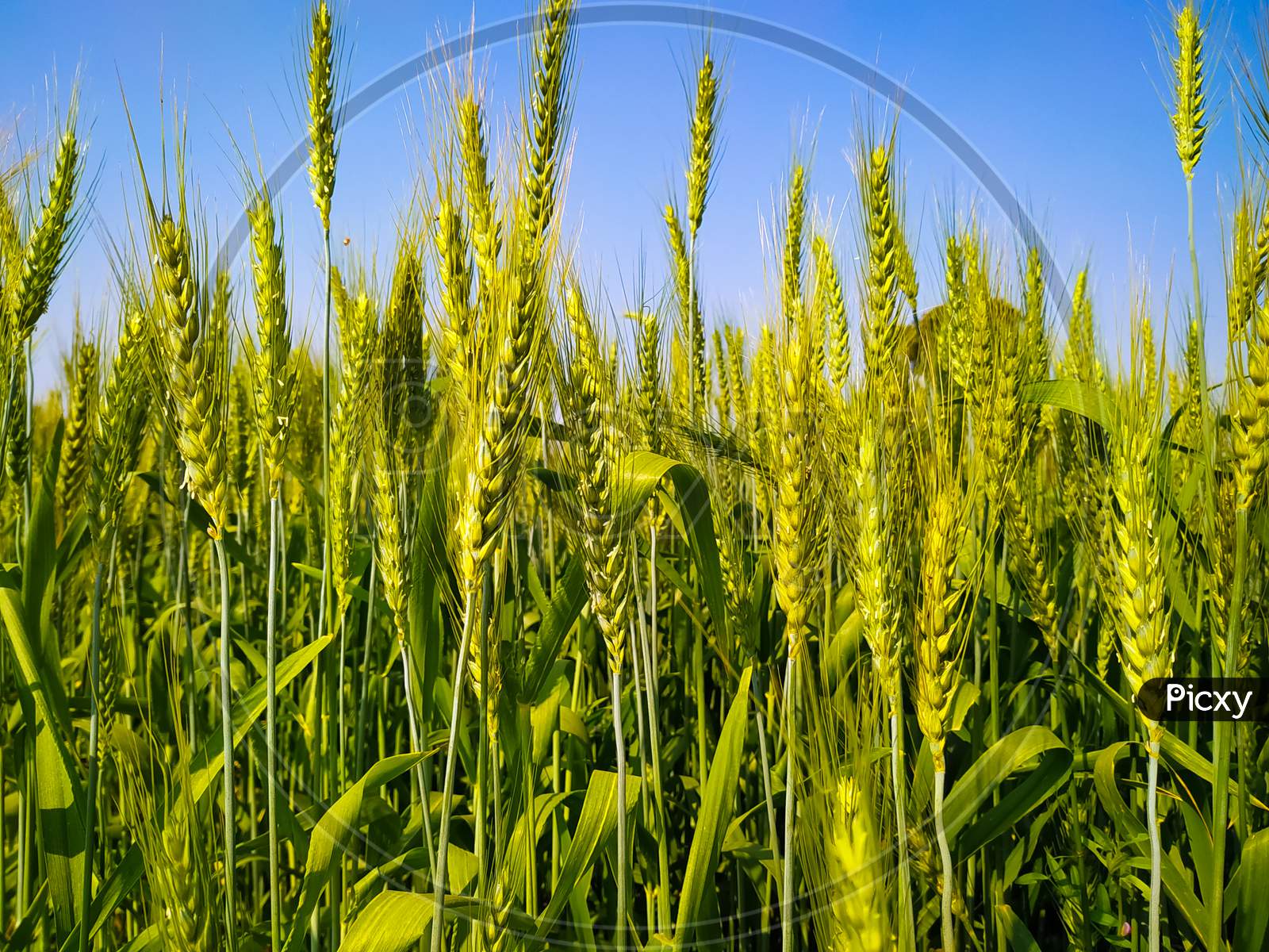 Wheat Field In Spring, Beautiful Landscape
