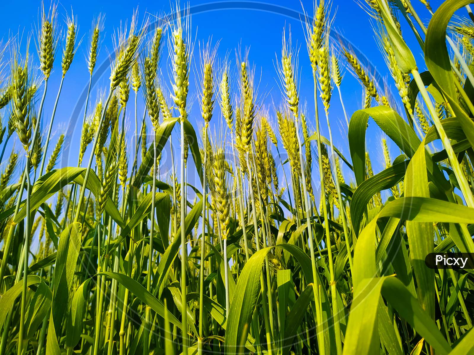 Wheat Crop Growing In Field