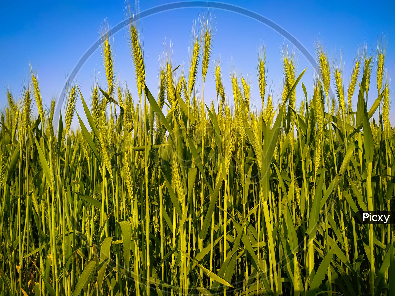 Beautiful Green Wheat Ears Growing In Field