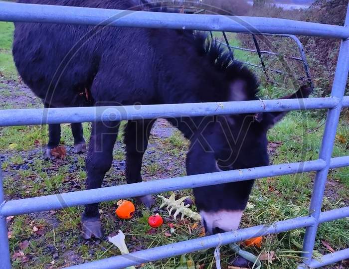 A Donkey In Cage Eating Vegetables A View From Ireland