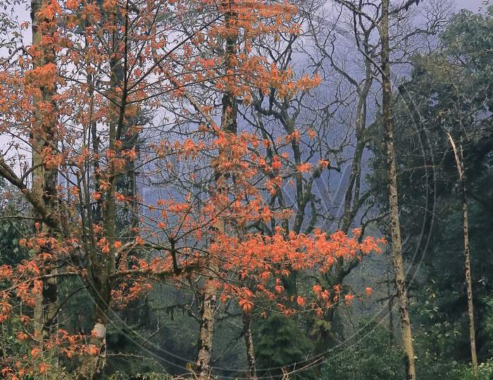 wilderness and pine forest of singalila forest near darjeeling in west bengal, india