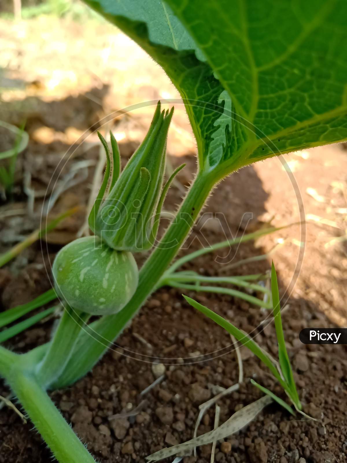 beby pumpkin growing on the vine in India