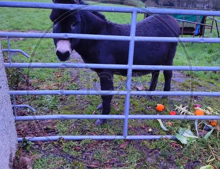 A Donkey In Cage Eating Vegetables A View From Ireland