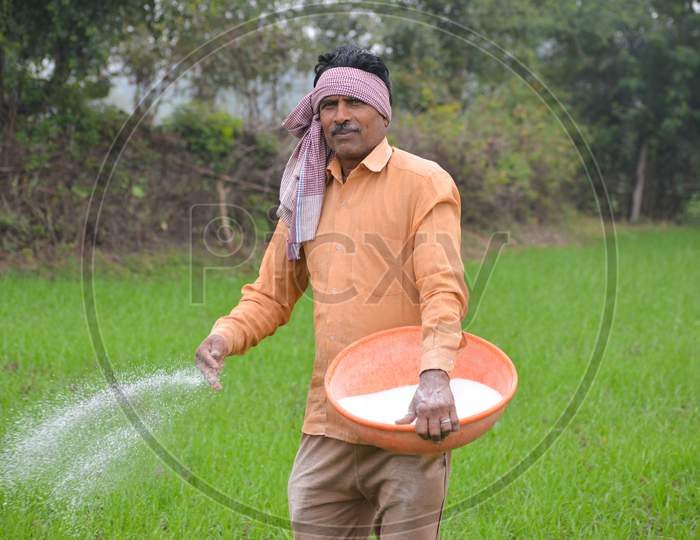 Indian farmer spreading fertilizer in the wheat field