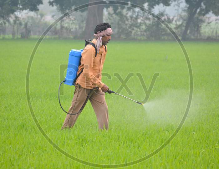 Indian farmer spraying fertilizer in his wheat field
