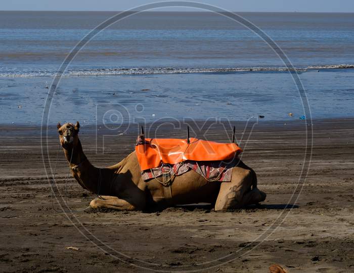 Camel Resting On Beach With Nature Background And Tropical Blue Water