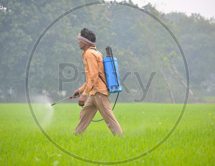 Indian farmer spraying fertilizer in his wheat field