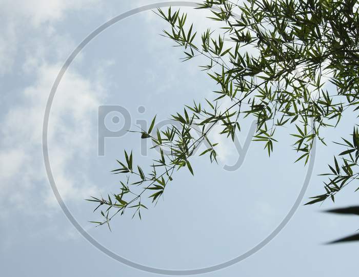 Beautiful Indian Bamboo Tree With Sun Rays And Nature Background