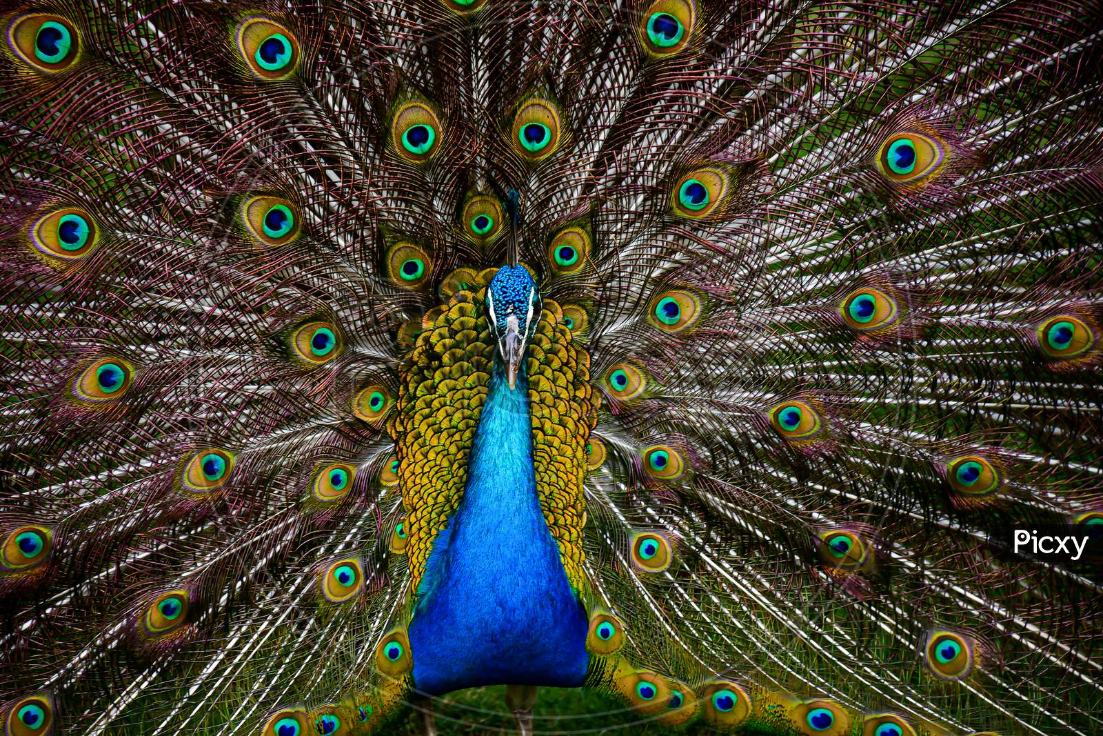 Close Up Of A Beautiful And Colourful Peacock Bird With Wide Opened Tail Full Of Long Feathers Standing On A Green Grass.