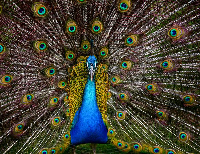 Close Up Of A Beautiful And Colourful Peacock Bird With Wide Opened Tail Full Of Long Feathers Standing On A Green Grass.
