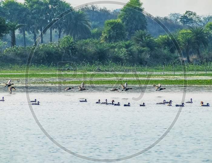 Flocks Of Migratory Birds Enjoying Moments In The Water. Barabani Near Asansol, West Bengal, India, Asia 18-02-2022.