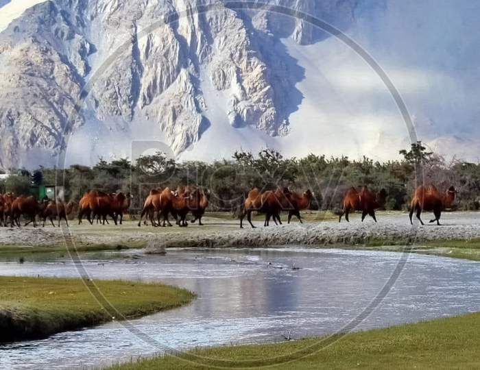 A picture of horses walking in a Nubra Valley Ladakh Jammu and Kashmir in India shoot in July 5,2023
