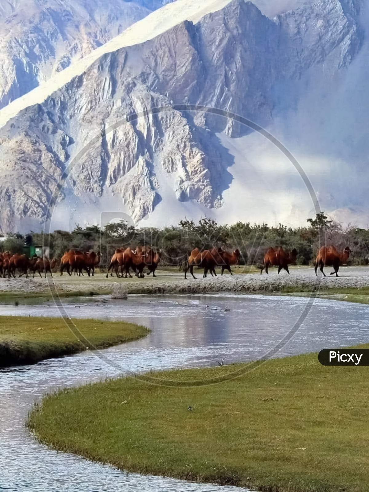 A picture of horses walking in a Nubra Valley Ladakh Jammu and Kashmir in India shoot in July 5,2023