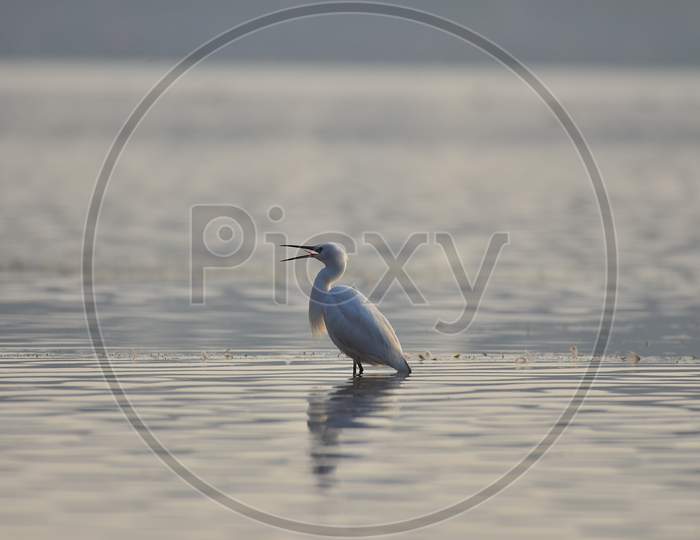 white egret in shallow water