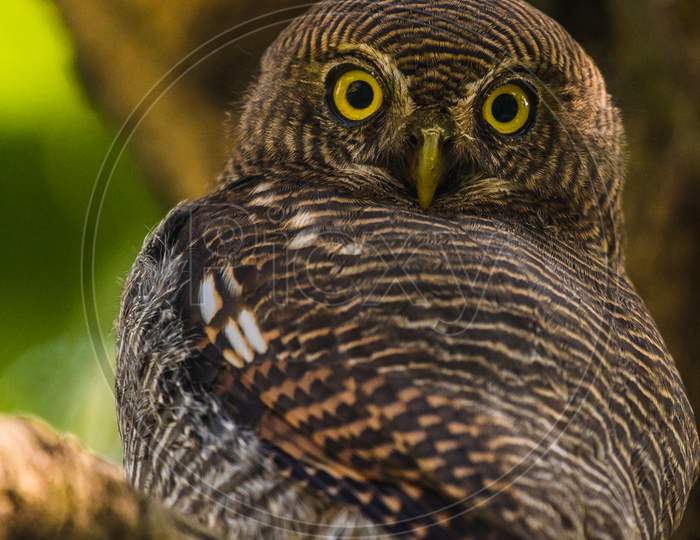 Jungle Owlet ( Indian )