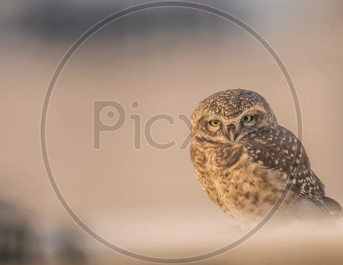 Spotted Owlet tough look