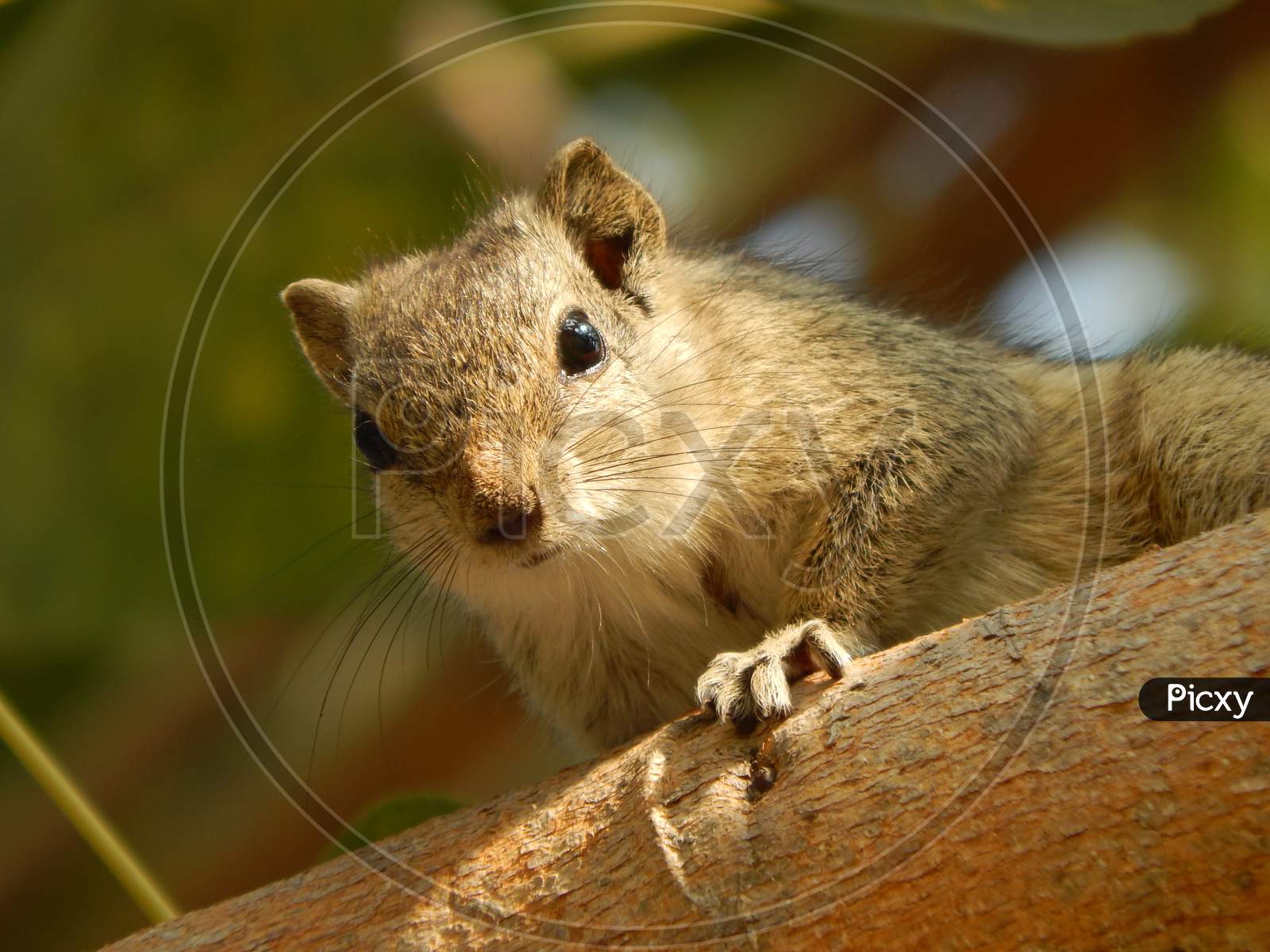 squirrel focusing at camera lens