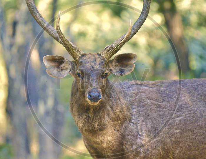 Sambar deer eye to eye shot