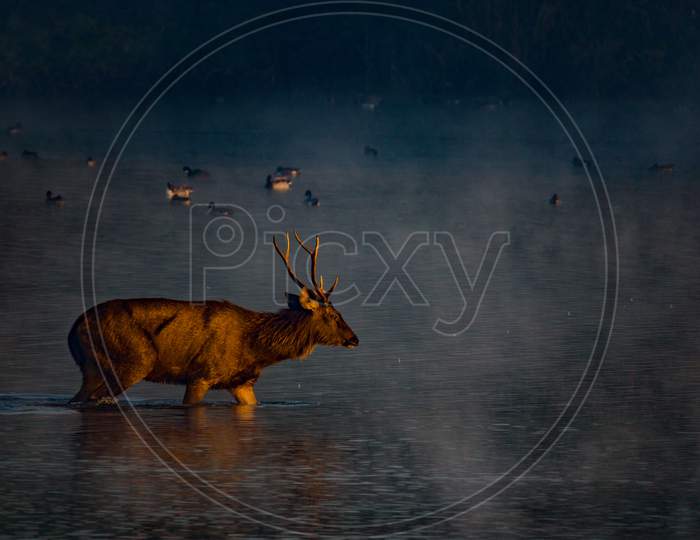 sambar deer crossing lake