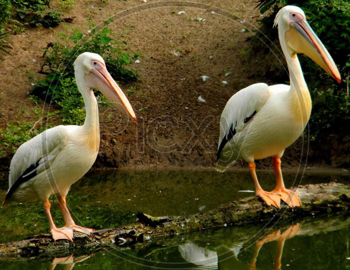 pelicans standing on a log in water