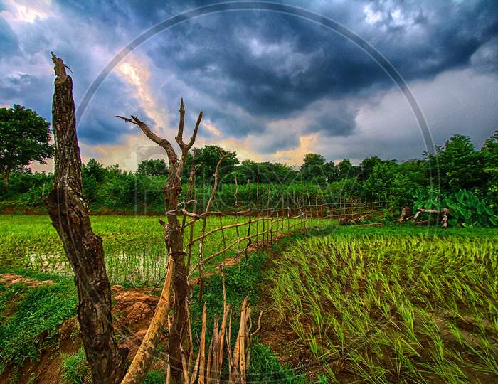 Indian farmland during monsoon