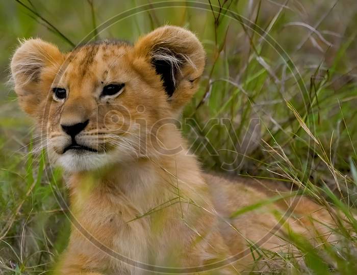 Image of Beautiful image of a baby lion.-LA305090-Picxy