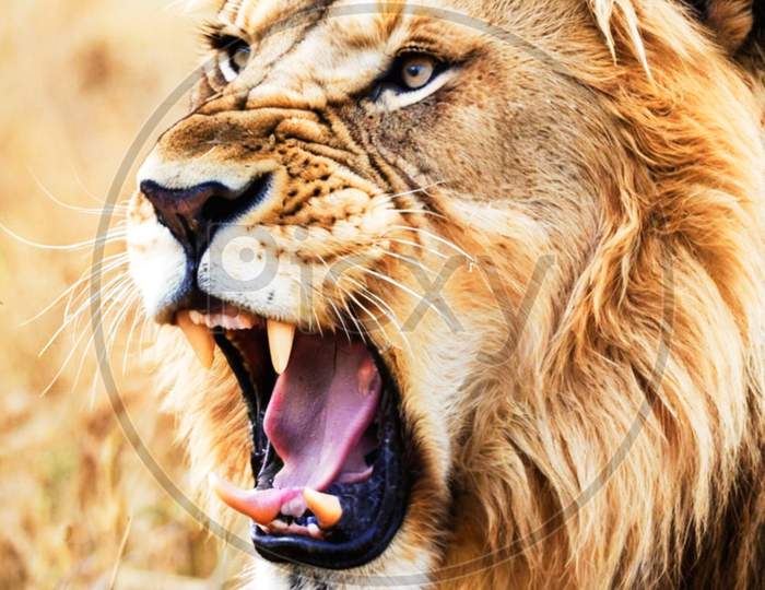 激レアPierreBailly 『Listen To This Picture』 Image of Roar of the King-YG251886-Picxy