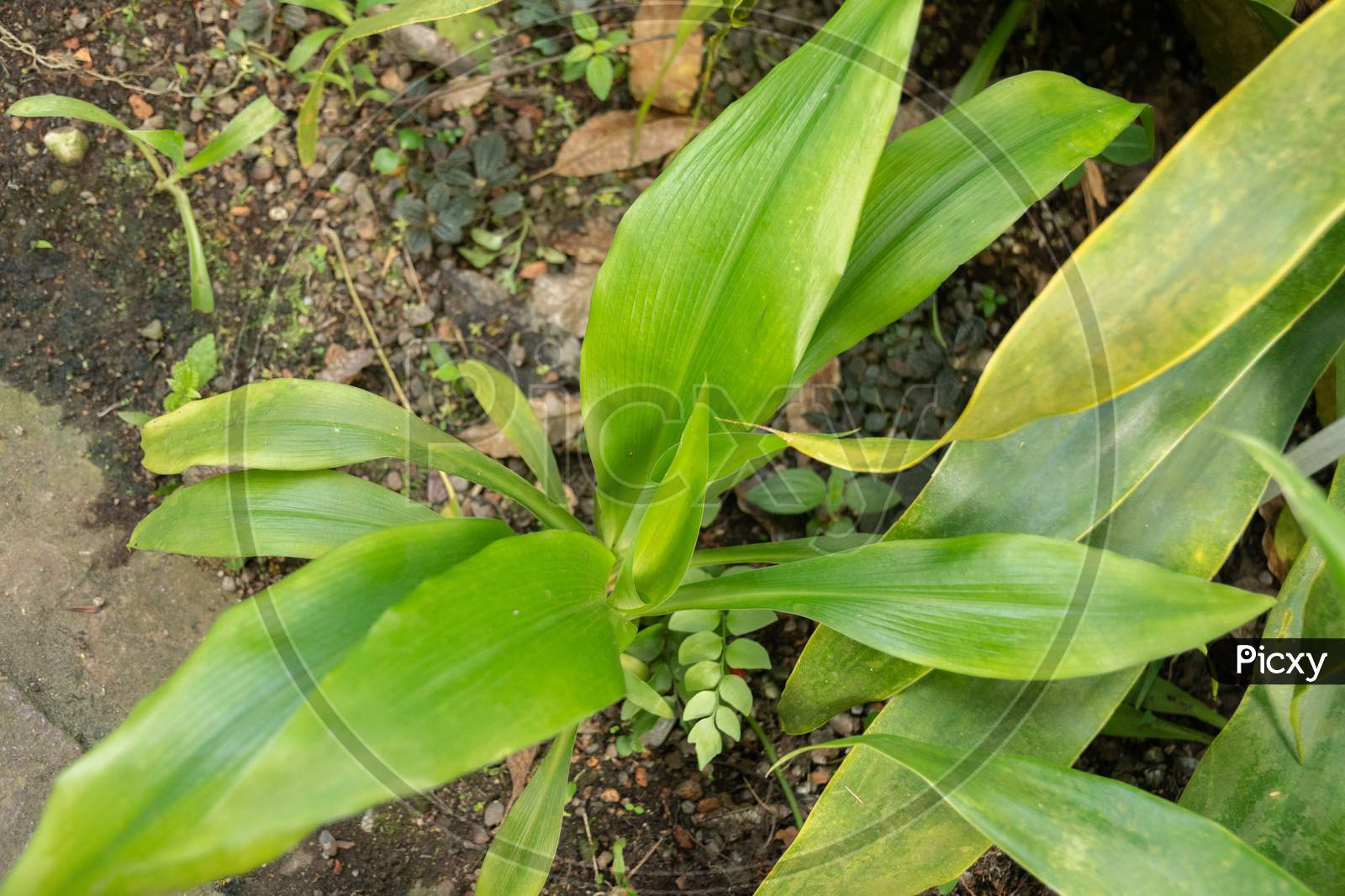 calathea surprise star vs dottie 4