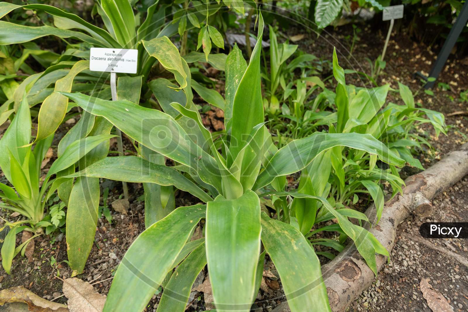 thripse efeutute Efeutute 'Golden Pothos' online kaufen main image 1